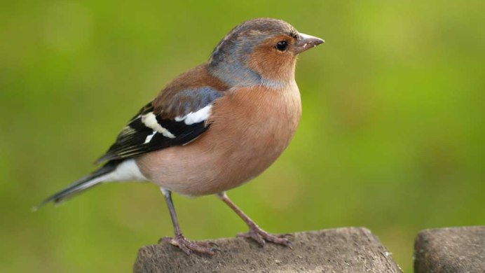 Оранжевый Зяблик