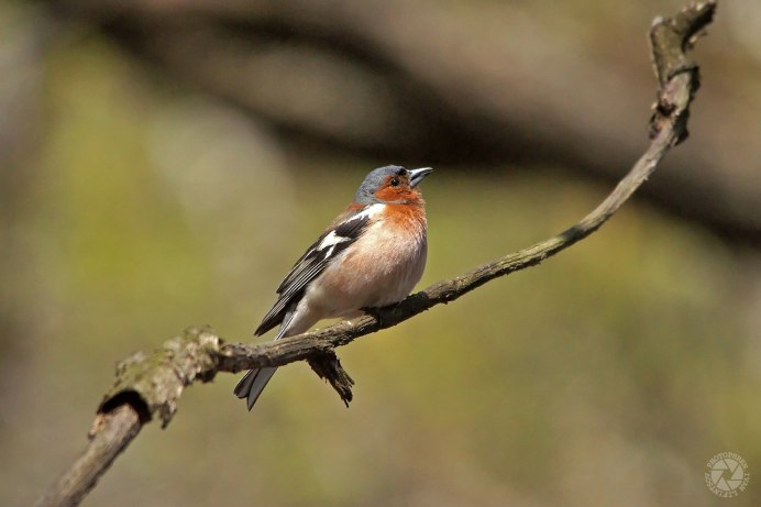 Зяблик Перелетная птица