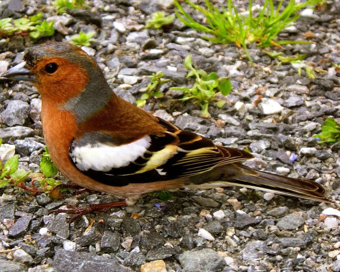 Зяблик Австралия