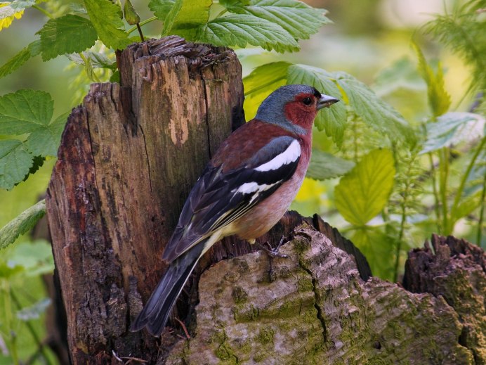 Зяблик (fringílla COÉLEBS)