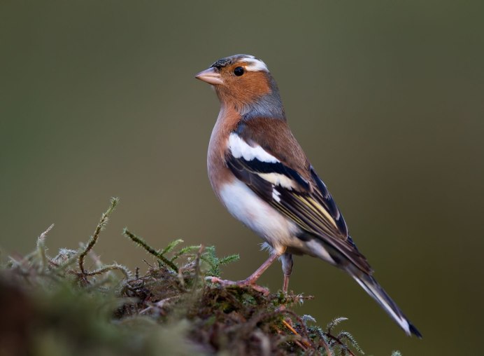 Обыкновенный Зяблик самец