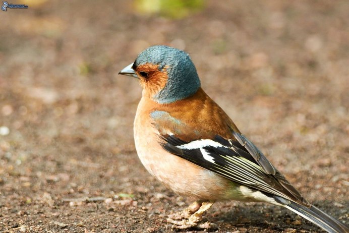 Зяблик (fringilla COELEBS)