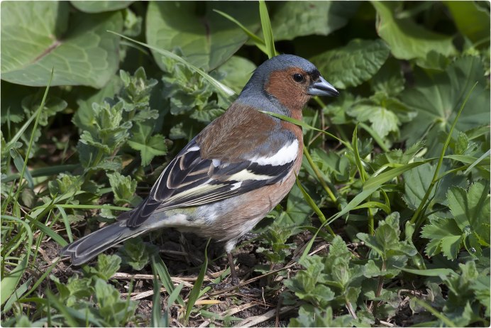 Зяблик в листве