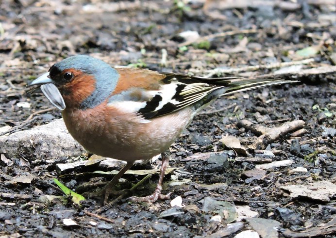 Зяблик (fringilla COELEBS)