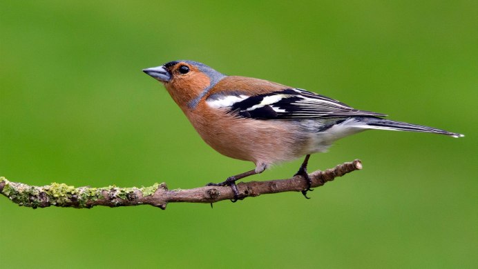 Зяблик белый