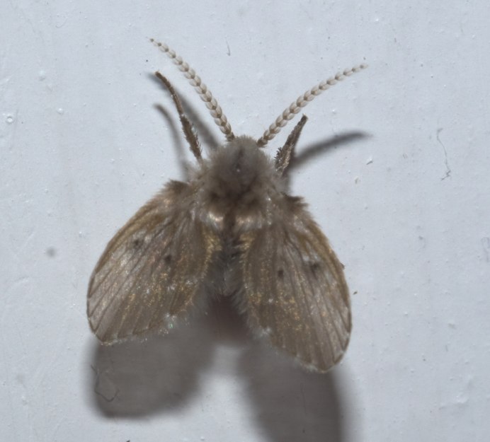 Clogmia albipunctata Жук