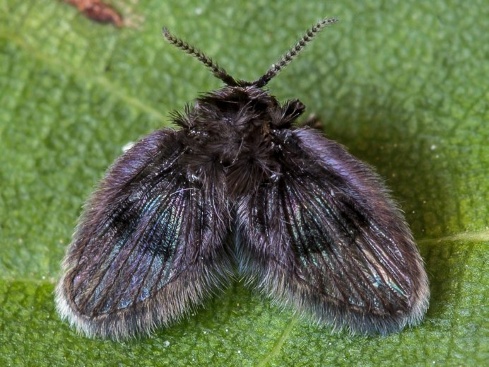 Moth Fly
