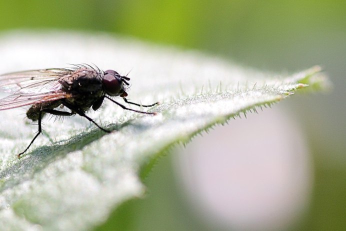 Drain Flies
