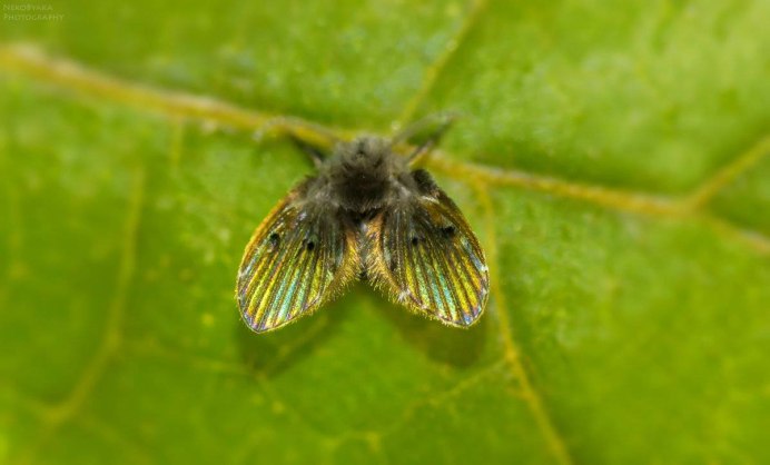 Clogmia albipunctata
