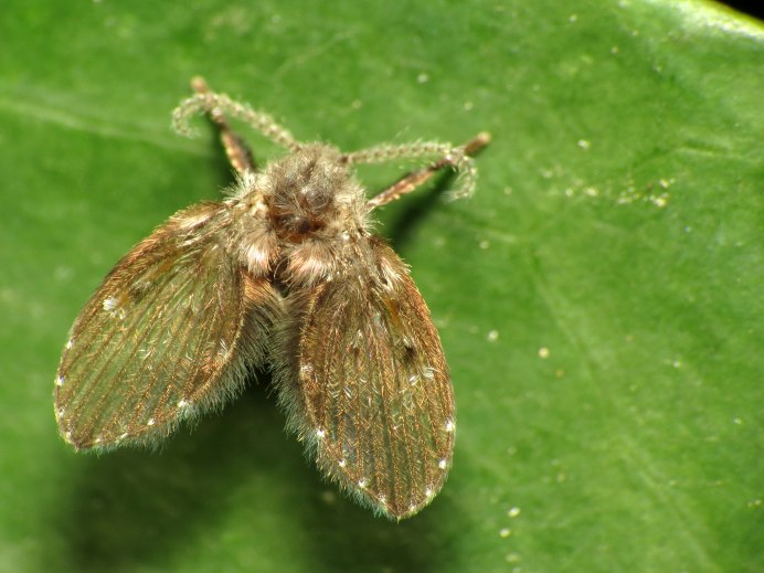 Бабочница clogmia albipunctata