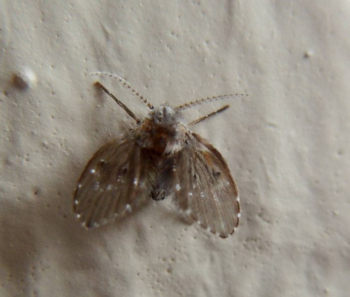 Psychoda SP. Личинки