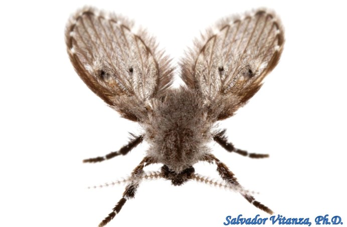 Clogmia albipunctata