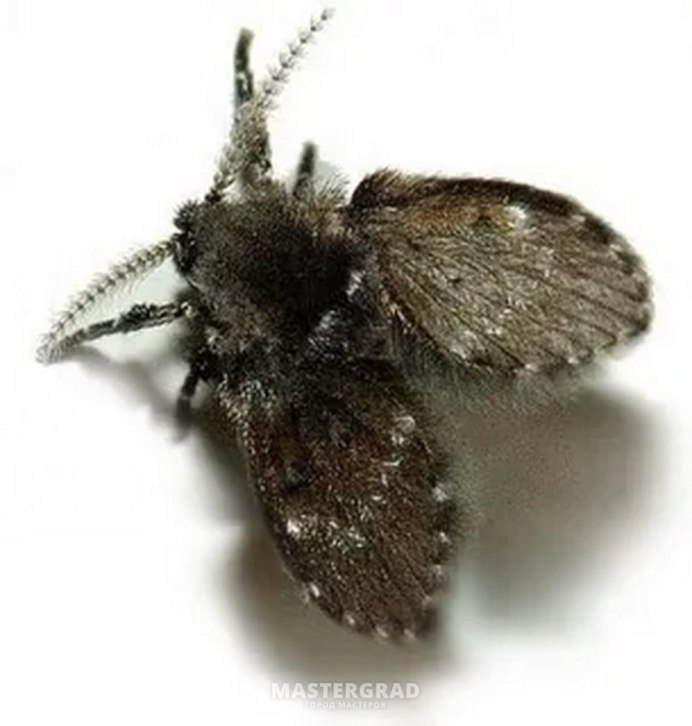 Psychodidae- бабочница канализационная.