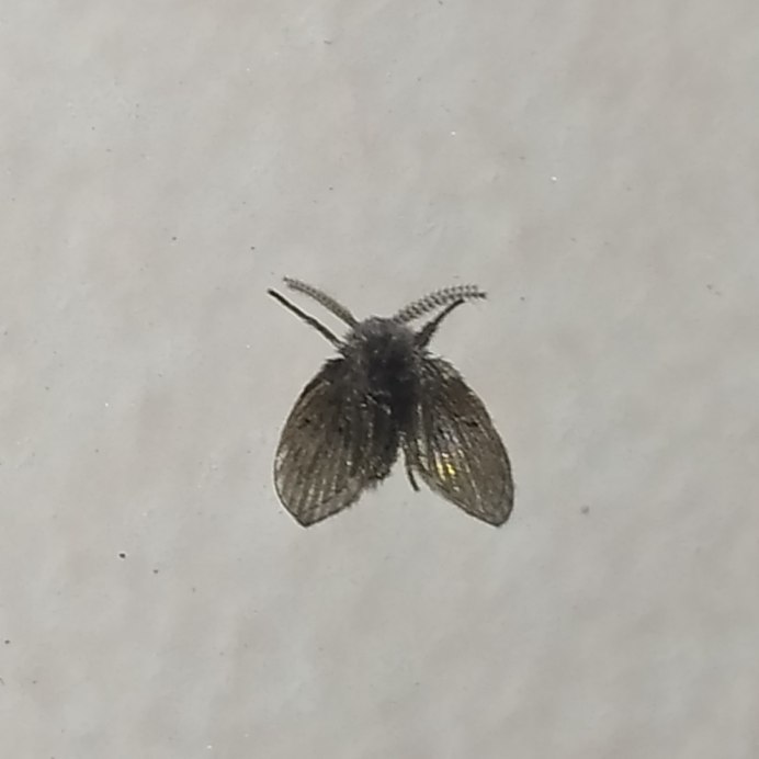 Clogmia albipunctata стадии взросления