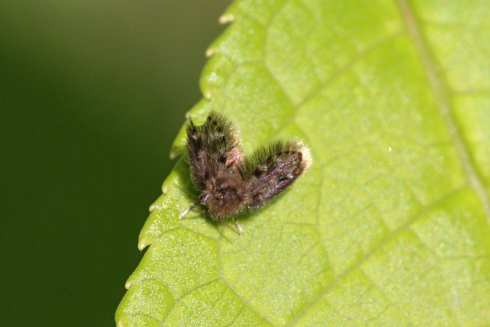 Бабочница clogmia albipunctata
