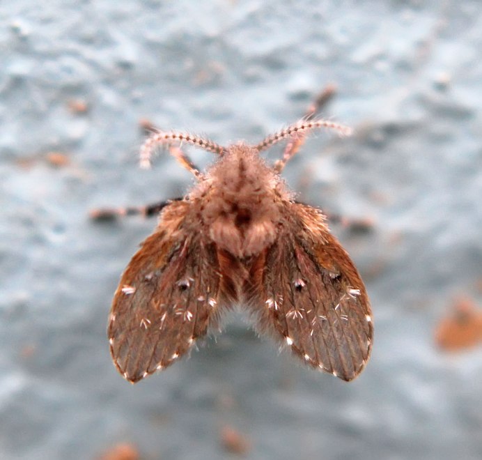 Clogmia albipunctata