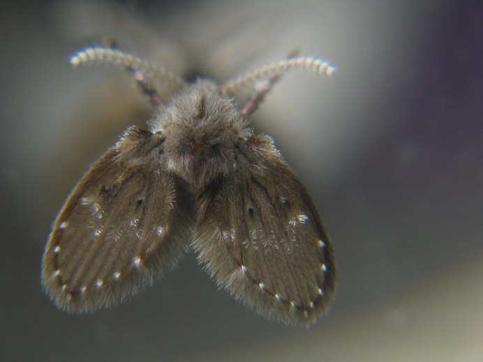 Clogmia albipunctata Жук