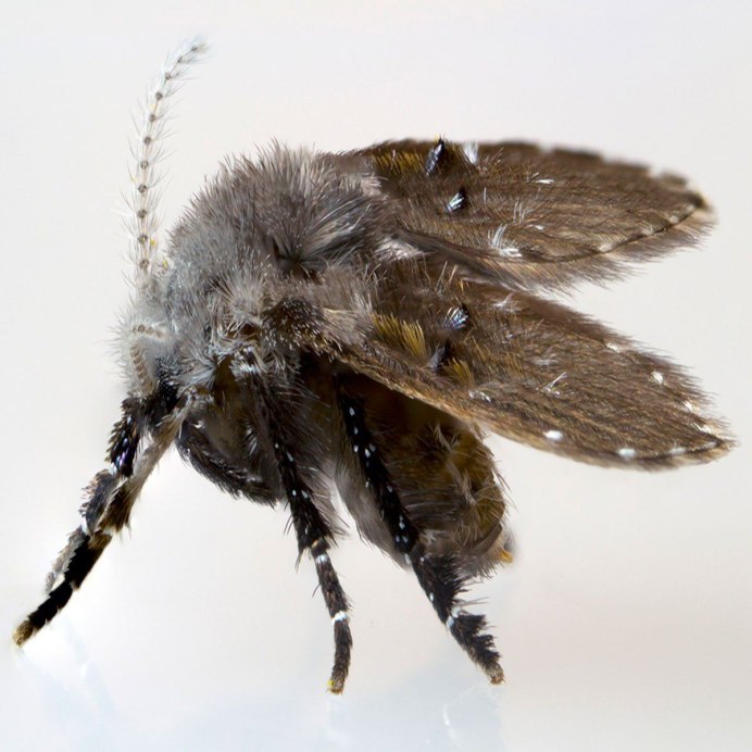 Psychodidae личинки