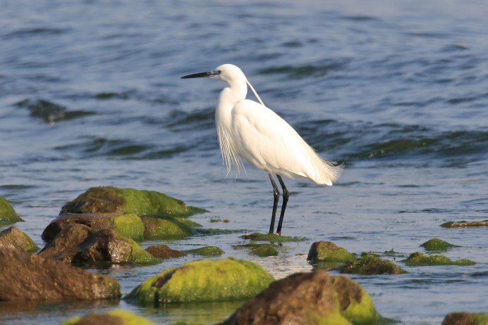 Great Blue Heron птица