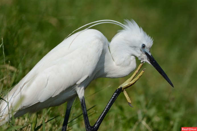Малая белая цапля Egretta garzetta