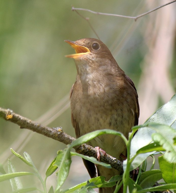 Luscinia megarhynchos