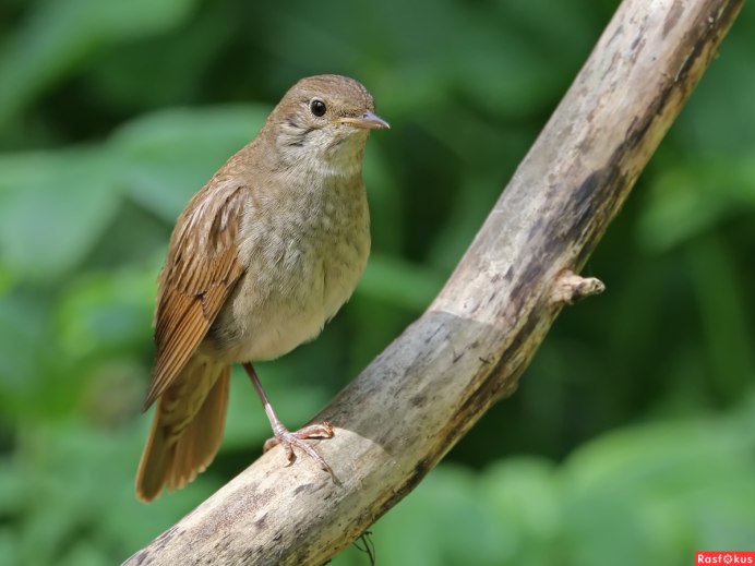Соловей обыкновенный, Восточный