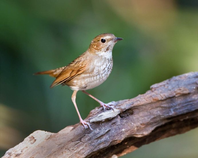 Соловей птица