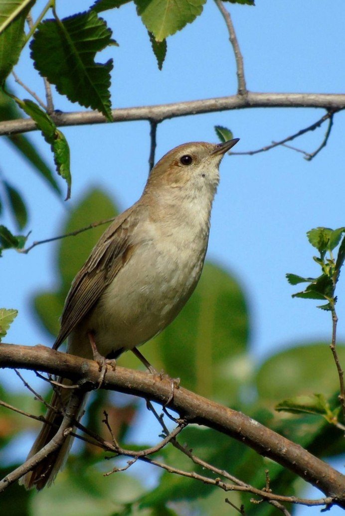 Соловей обыкновенный, Восточный