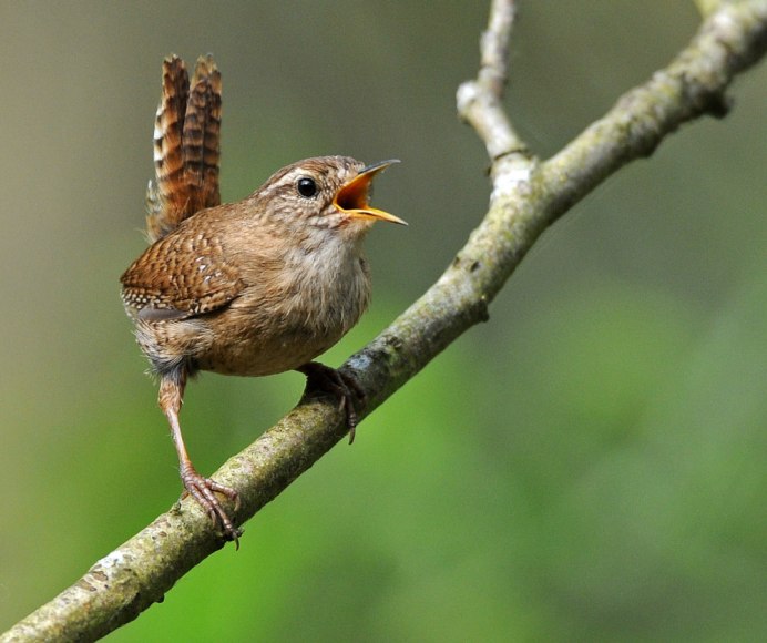 Певчие птицы Соловей