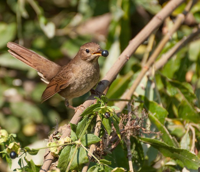 Соловей птичка певчая
