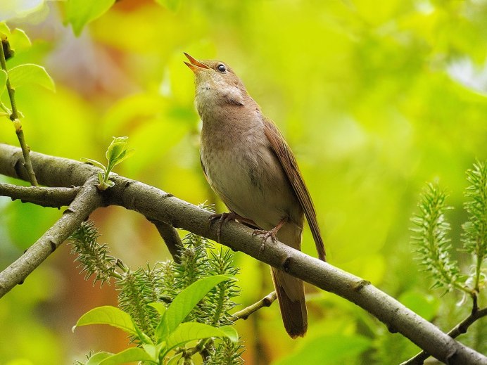 Красивый Соловей