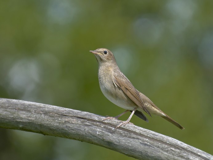 Соловей Перелетная птица