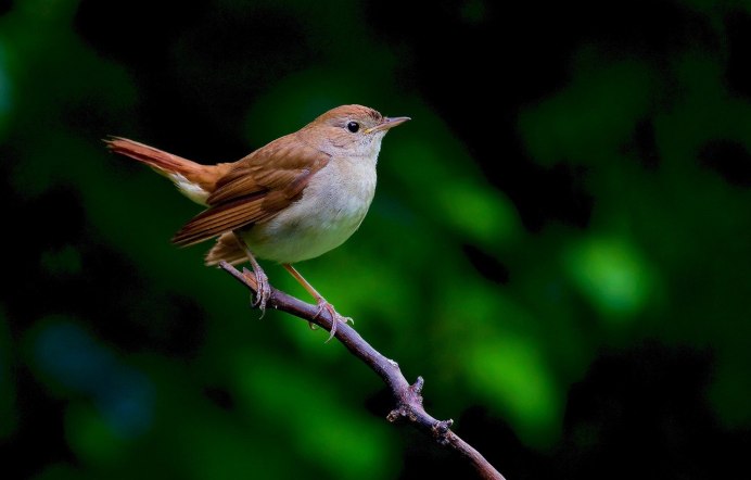 Соловей птица