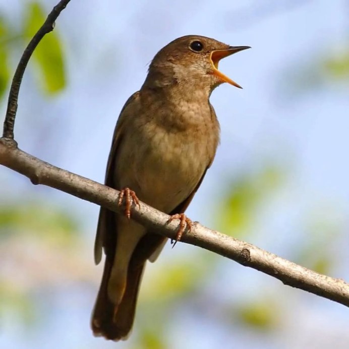 Обыкновенный Соловей