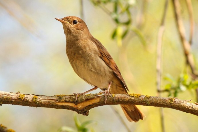 Курский Соловей