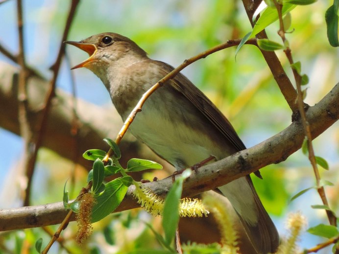 Соловей птичка певчая