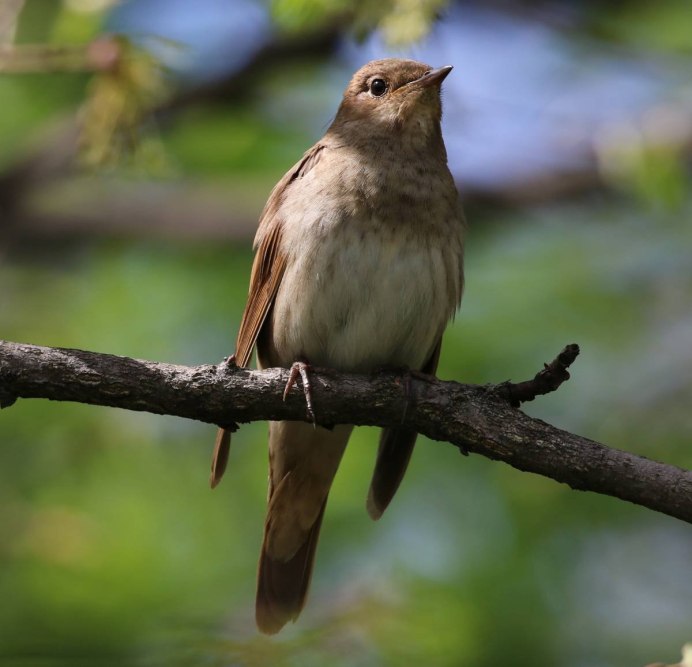 Соловей (Luscinia Luscinia)