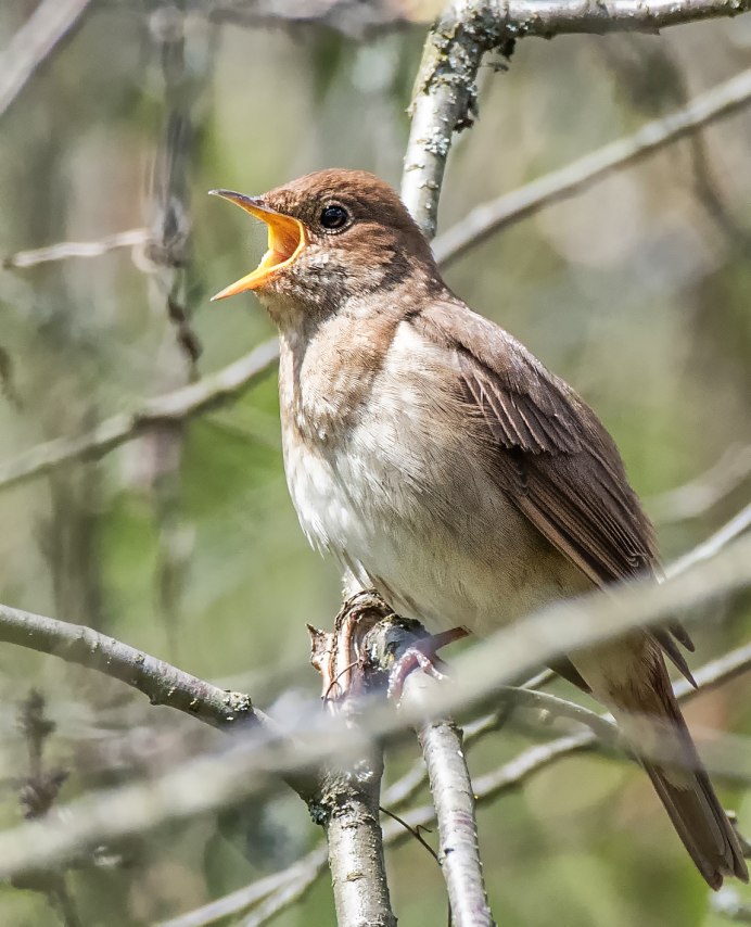 Соловей птичка певчая