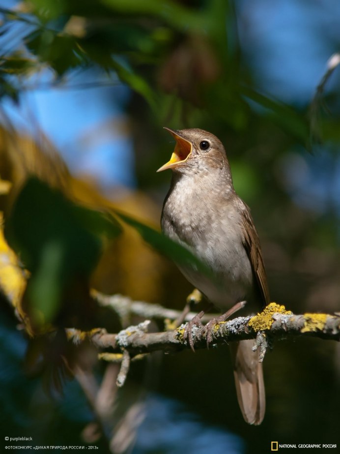 Соловей Соловушка