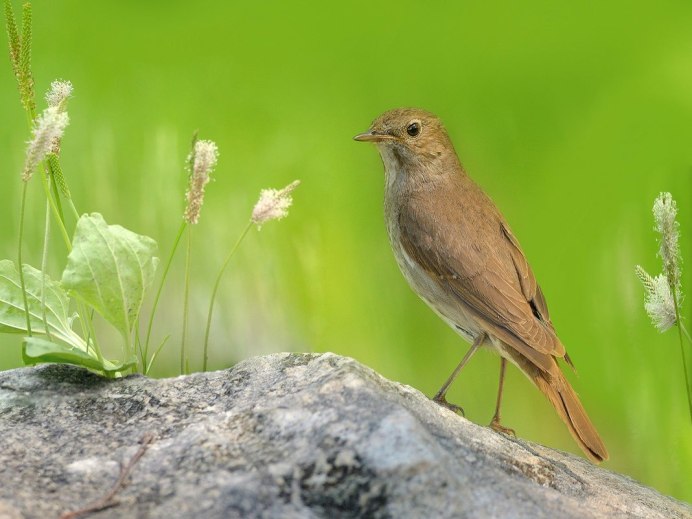 Курский Соловей