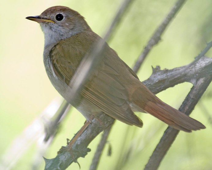 Соловей (Luscinia Luscinia)