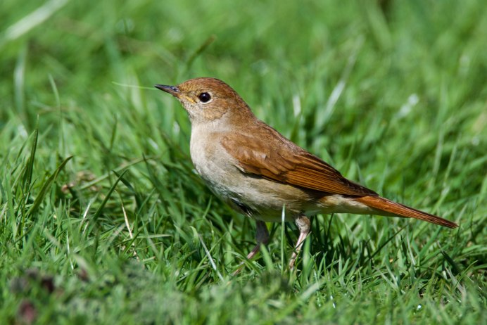 Красивый Соловей