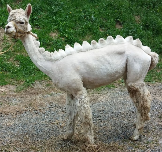 Лысый альпака
