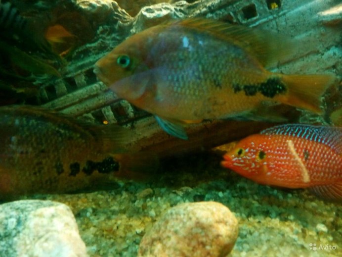 Mixcoatlus melanurus