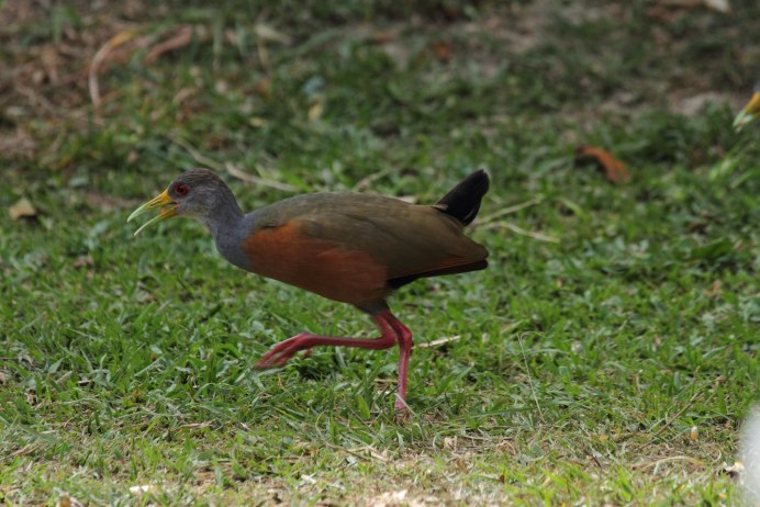 Уэка птица новая Зеландия