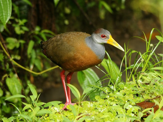 Новозеландский Пастушок уэка