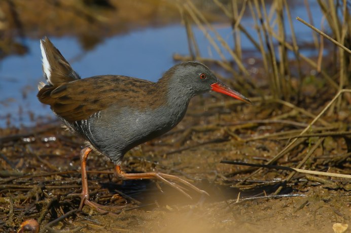 Новозеландский Пастушок уэка