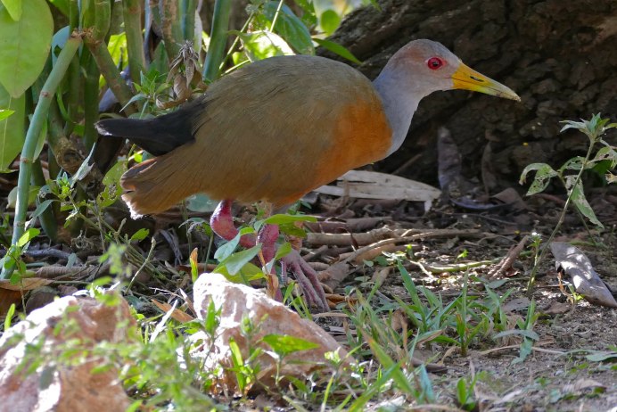 Лесной Пастушок Бразилия