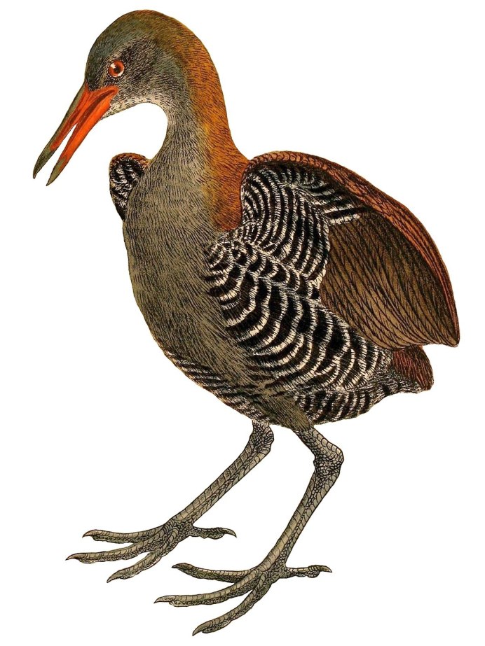 Лордхауский Лесной Пастушок