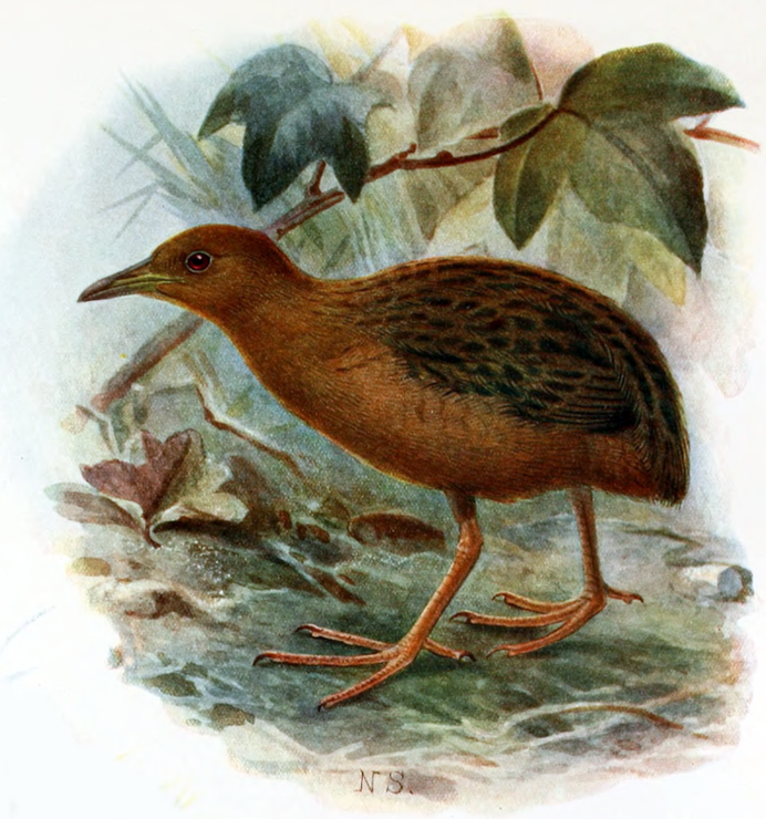 Рыжий маврикийский Пастушок